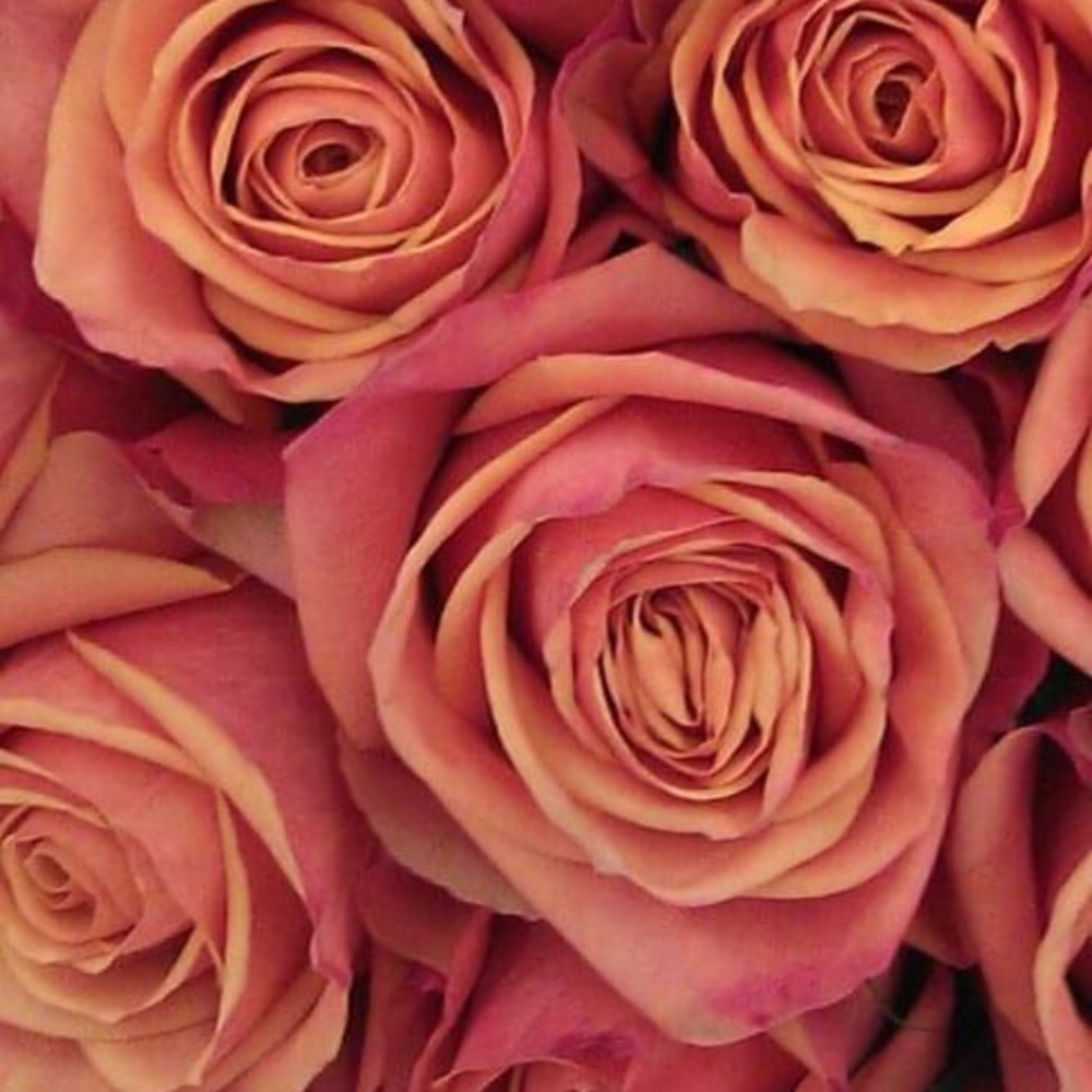 Meet your Posher, Ovella